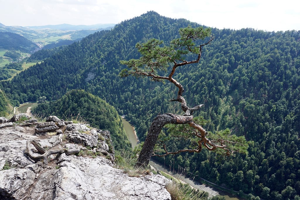 Sosna na&nbsp;Sokolicy