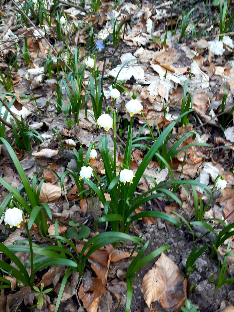 Śnieżyca Wiosenna